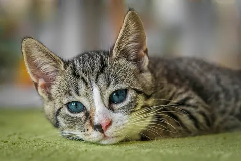 고양이